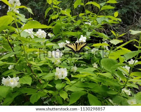 A male Eastern Tiger Swallowtail butterfly drinking nectar from a blooming Philadelphus "Mock Orange" bush. Papilio glaucus, North American pollinator.