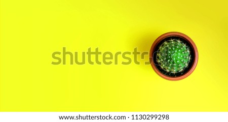 Small Decorative Cactus in Pot on Yellow Background. House Plant. Minimalism Concept. Banner.