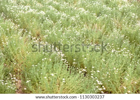 Chamomile plantations. Blooming chamomile on the field. An idyllic scene of nature.