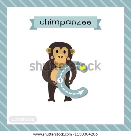 Letter C lowercase cute children colorful zoo and animals ABC alphabet tracing flashcard of Standing Chimpanzee for kids learning English vocabulary and handwriting vector illustration.