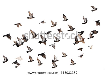 Flying pigeons. Flock (flight) of birds. Free birds isolated on a white background Royalty-Free Stock Photo #113033389