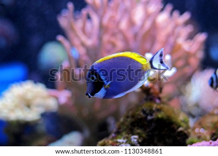 Powder blue surgeonfish tang in aquarium
