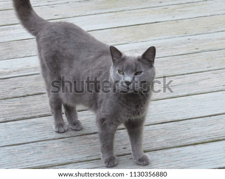 Adorable gray cat standing outside on a wooden porch looking at the camera
