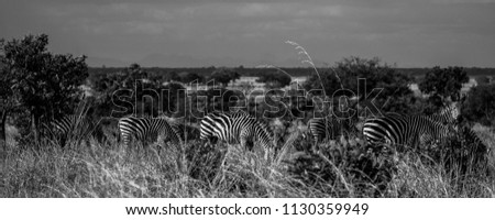 Pictures from Mikumi national park in Tanzania. 