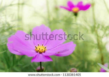 cosmos daisy flowers in the garden day natural vintage