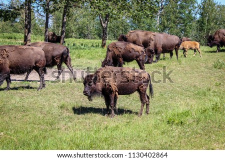 American Bison at Elk Island National Park, Alberta, 2018