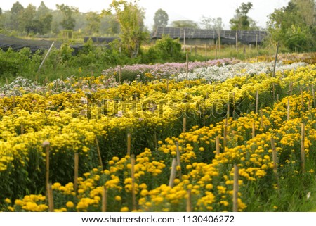 Background of yellow flowers with green leaves.