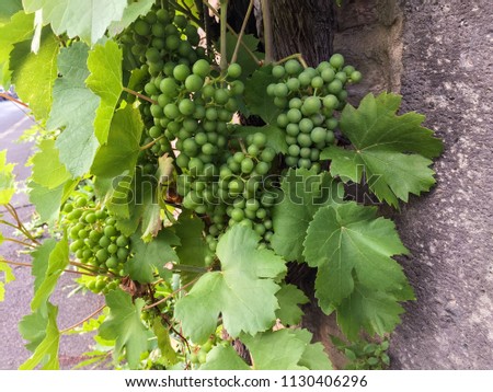 Wine plant with green leaves and unripe riesling grapes in clusters growing against a stone wall in Germany in the summer.