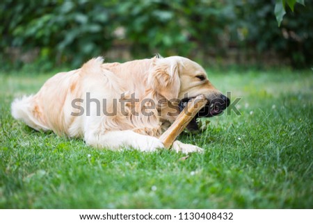 Cute golden retriever playing eating with bone consists of some pork skin on the huge garden, looking happy