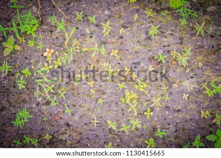 Laterite stone wall with grass and moss growth forming beautiful textured on the surface for background. Old laterite bricks texture with green grass and fresh moss.