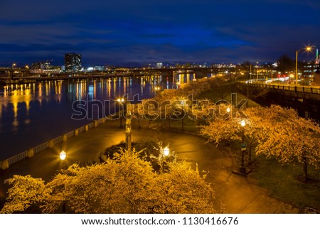 Cherry Blossom Trees Spring Flowers in Bloom along Portland Oregon downtown waterfront park during blue hour