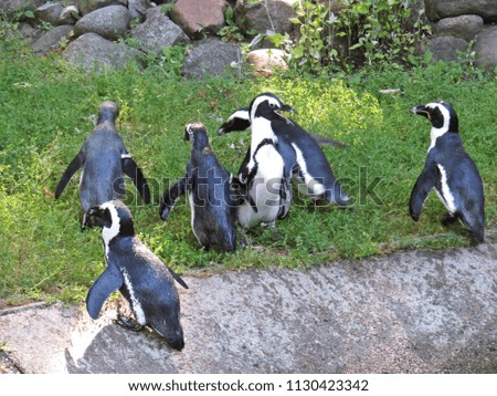 Colony of White and Black Birds Penguins Together by the Water