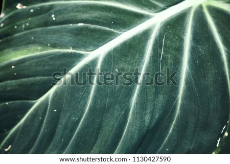 Green tropical leaves. Pattern. Close-up. Background. Plant leaves close-up. Botanical garden.