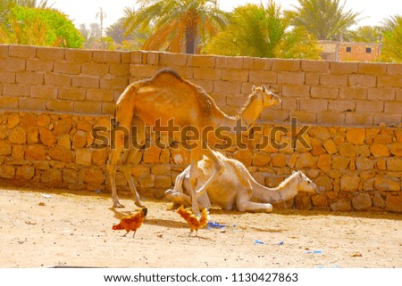 A camel and a group of chickens
