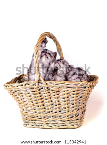 Portrait of three cute kittens in the basket isolated on white studio background