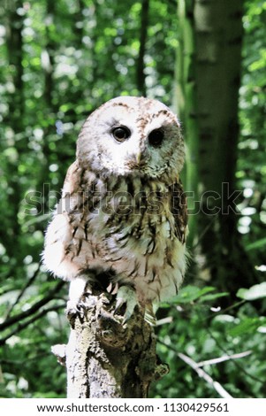 A view of a Tawny Owl on a branch