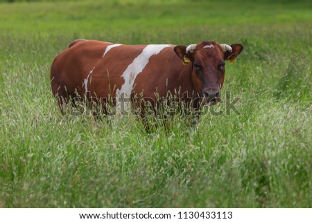 Dutch belted cow standing in tall flowering grass.