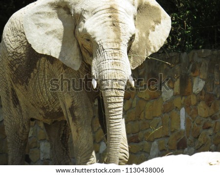 One Isolated Big Alone Elephant Standing and Looking Around