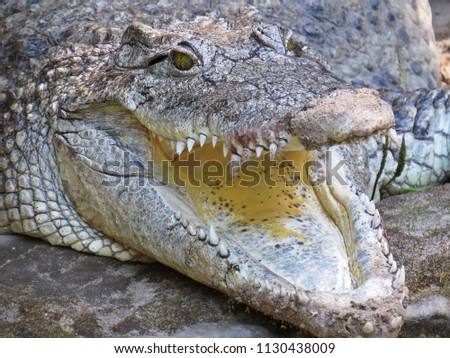 Isolated Closeup Picture of Alligator Crocodile With Jaw Open Mouth