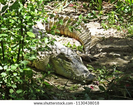 Isolated Closeup Picture of An Alligator Crocodile Hiding in Bushes