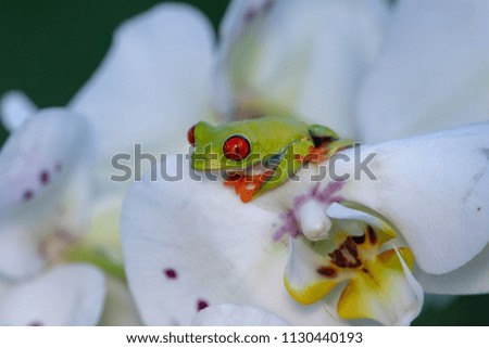 Frog/Red-Eyed Amazon Tree Frog (Agalychnis Callidryas)