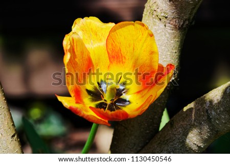 Closeup of orange tulip in bloom on dark nature background