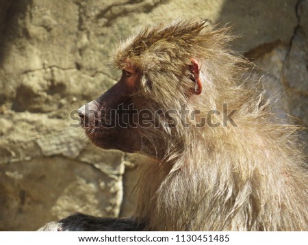 Curios Nice Detail Picture of Macaque Monkey Ape Head on a Stone Rock