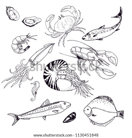 Seafood, hand drawn vector, fish, crab, shrimp squid, oyster, menu
