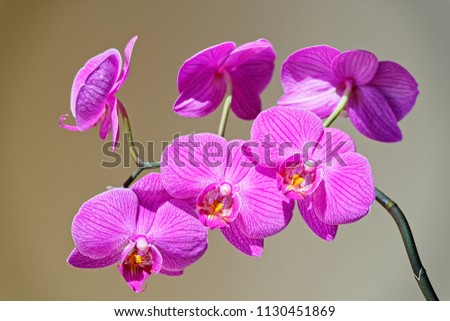 Orchid branch on gray brown background