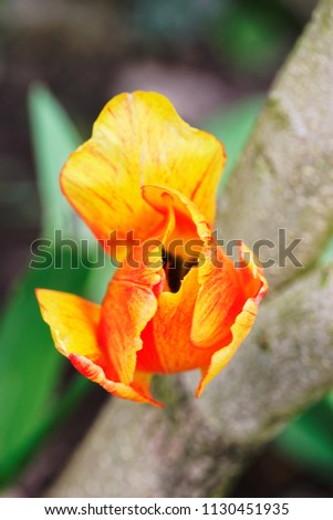 Close up of colorful half closed tulip petal