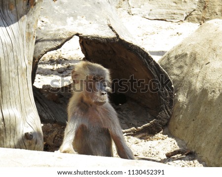 Curios Nice Detail Picture of Macaque Monkey Ape on a Stone Rock