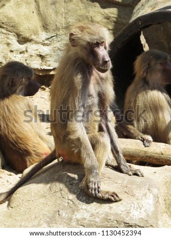 Curios Nice Detail Picture of Macaques Monkeys Apes on a Stone Rock