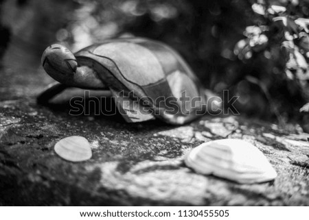 Turtle sculpture made of wood and displayed on a rock with sea shells. Black and white picture