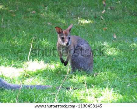 Beautiful Cute Adorable Lovely Sweet Charming Young Small Kangaroo During a Hot Sunny Day