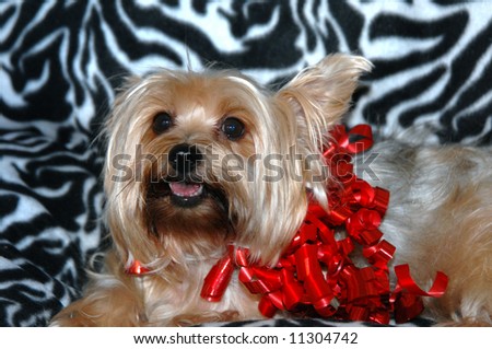 Yorkie poses on zebra print bed with a red curly ribbon bow.