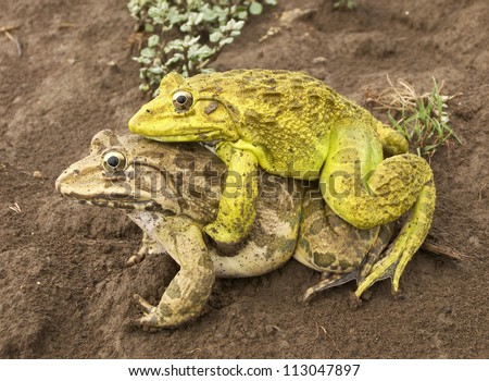 Free Frog Sex
