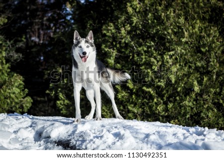 Portrait of an alaskan husky looking straight into the camera with a happy face. Picture taken in the winter with cedar trees in the background.