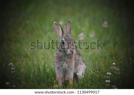 Brown bunny rabbit