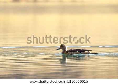 Crested duck (Lophonetta specularioides) sighted in its natural environment at 4000 masl while swimming calmly at dawn.