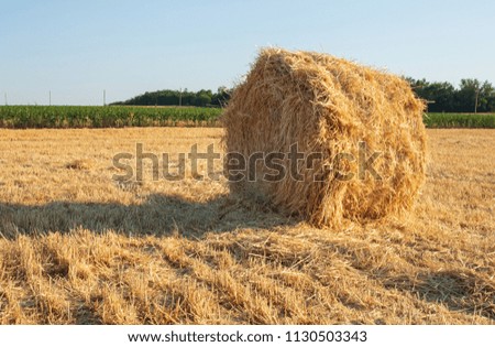 Rural Landscape. Roll of Haystack on the field. Summer Farm Scenery with Haystack.  Agriculture Concept, Harvest Concept