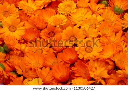 
Bright orange flowers of calendula