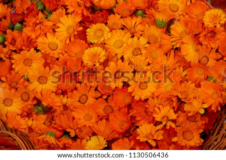 
Bright orange flowers of calendula