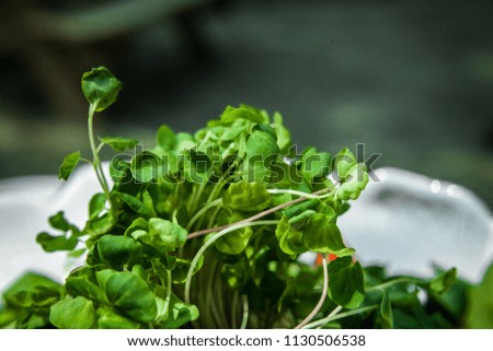 Close up of fresh sprouts pictured with blurry background