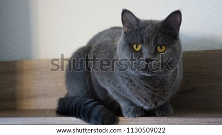 relaxing grey british cat