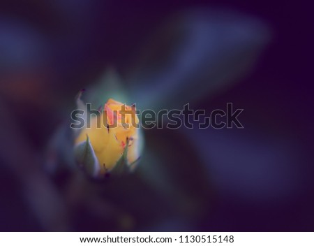 Yellow rose bud. Dark purple background. Image with shallow depth of field. Toned photo.