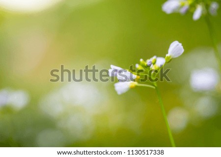 Cuckooflower, Cardamine pratensis, blooming in a meadow during spring. Abstract creation using selective focus. This plant is a host plant for the orange tip butterfly (Anthocharis cardamines).