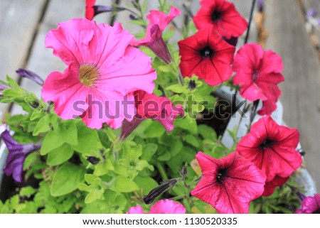 pink petunias flowers close up