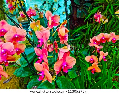 Orchids flowers in Thailand  the most of flower that people love to keep and grow in the house