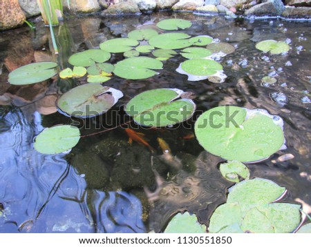 Lily pads with Koi fish swimming under the water in a man made pond 