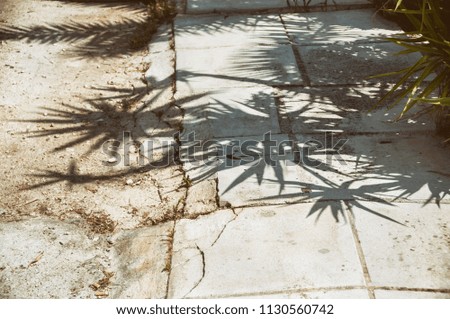 Palm tree shadow on the ground